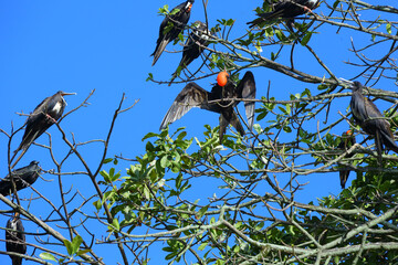 Oiseaux tropicaux du Costa Rica
