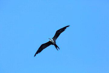 Oiseaux tropicaux du Costa Rica