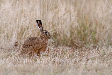 A european hare in a meadow