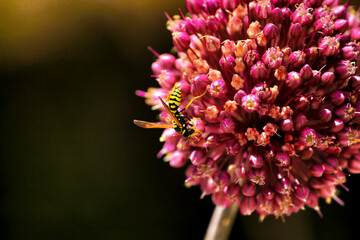 Wasp on Allium flower in the garden
