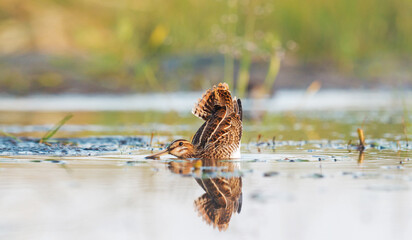 snipe bent down to the water before takeoff
