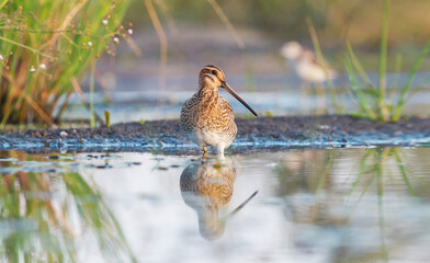 snipe stands proudly in the water in shallow water