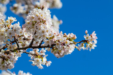 Tree blooming