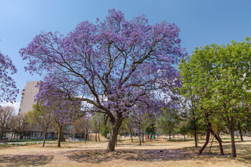 Árbol de Jacaranda en el parque de  chapultepec