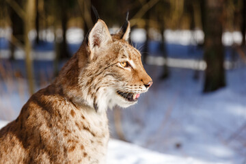 Lynx in winter. Wild predatory dangerous cat on a background of snow. Lynx in a zoo or reserve....