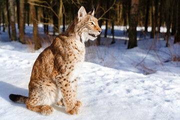 Lynx in winter. Wild predatory dangerous cat on a background of snow. Lynx in a zoo or reserve. Hunting animal. Cute big cat