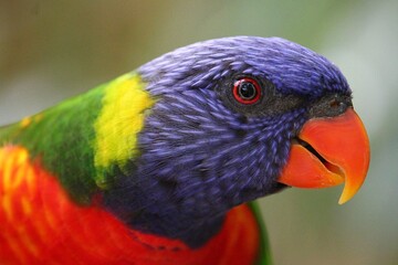 Oiseau multicolore