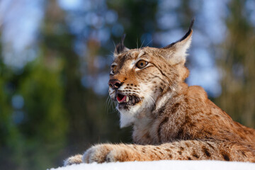 Naklejka na ściany i meble Lynx in winter. Wild predatory dangerous cat on a background of snow. Lynx in a zoo or reserve. Hunting animal. Cute big cat