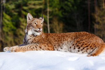 Naklejka na ściany i meble Lynx in winter. Wild predatory dangerous cat on a background of snow. Lynx in a zoo or reserve. Hunting animal. Cute big cat