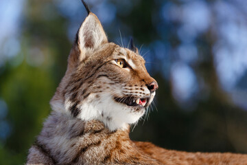 Lynx in winter. Wild predatory dangerous cat on a background of snow. Lynx in a zoo or reserve. Hunting animal. Cute big cat