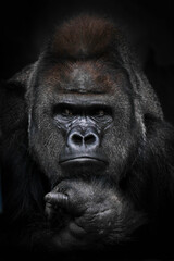 strong male gorilla looking suspiciously in the side