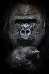 dominant male gorilla © Mikhail Semenov