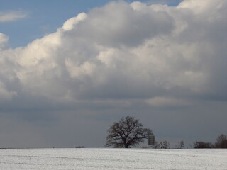 BAum im Schnee