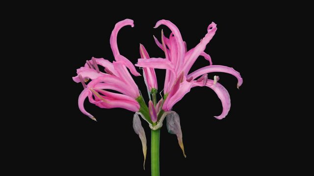 Time-lapse of opening pink nerine lily 4c1 in PNG+ format with ALPHA transparency channel isolated on black background

