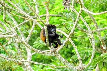 Faune tropicale du Costa Rica