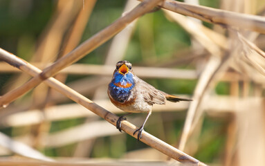 wild bird sings spring song with mouth wide open