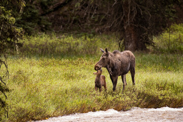 Naklejka na ściany i meble USA, Wyoming, Yellowstone National Park. Newborn moose calf with mother.