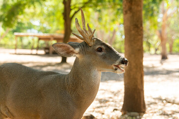 venado