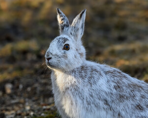 Snowshoe Hare Closeup Portrait in Early Spring