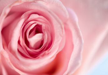 Fototapeta na wymiar Rosa flor botón