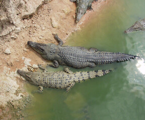 Thailand crocodile farm
