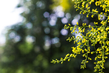 Blossoms on a sunny day. Beautiful spring