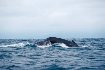 Naklejka premium Humpback whale tail, Isla de la Plata (Plata Island), Ecuador