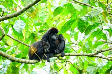 Faune tropicale du Costa Rica