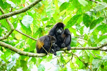 Faune tropicale du Costa Rica