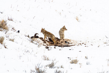 USA, Wyoming, Yellowstone National Park. Coyotes with bison kill.
