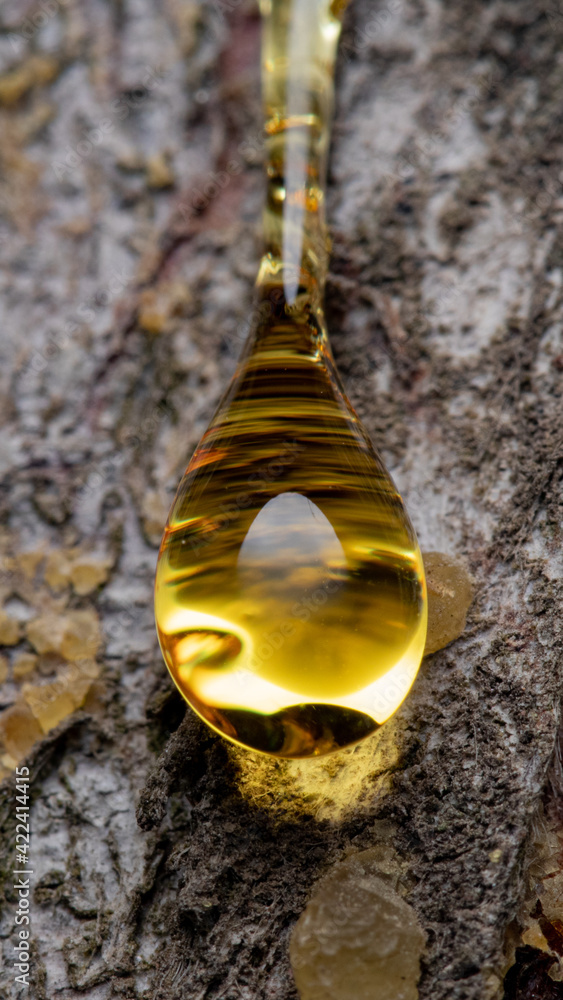 Poster macro closeup shot of sap on the tree