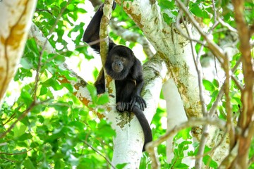 Faune tropicale du Costa Rica