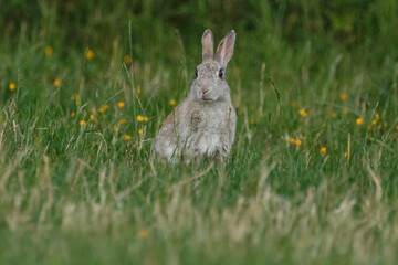 Kaninchen im Blumenwiese