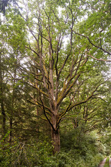 Fototapeta premium Old tree in the forest. Close up of a tree trunk