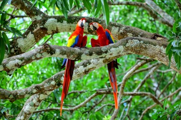 Oiseaux tropicaux du Costa Rica