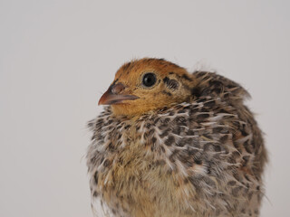 close up of quail chick on a white background