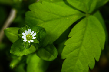 Flower of Common Chickweed (Stellaria media)