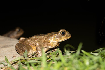 Common toad or European toad species of frog in the Bufonidae family with black background
