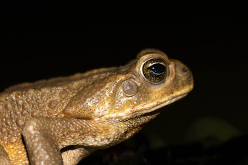 Common toad or European toad species of frog in the Bufonidae family with black background