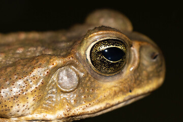 Common toad or European toad species of frog in the Bufonidae family with black background