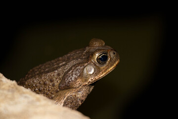 Common toad or European toad species of frog in the Bufonidae family with black background