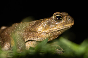 Common toad or European toad species of frog in the Bufonidae family with black background