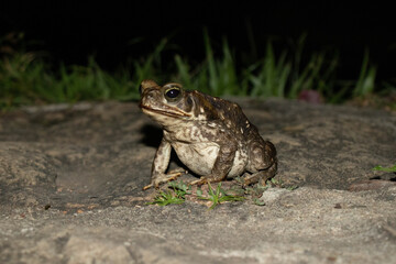 Common toad or European toad species of frog in the Bufonidae family with black background