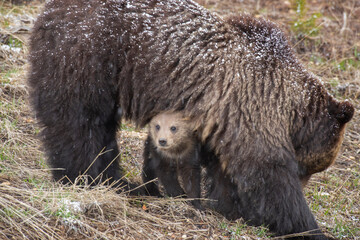 USA, Wyoming, Yellowstone National Park. Grizzly bear cub sheltering under mother. © Danita Delimont