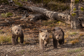 USA, Wyoming, Yellowstone National Park. Three grizzly bear cubs. © Danita Delimont