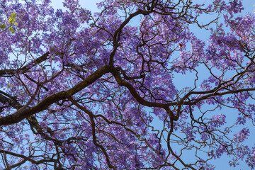 Ramas y flores de Jacarandas con el cielo azul de fondo