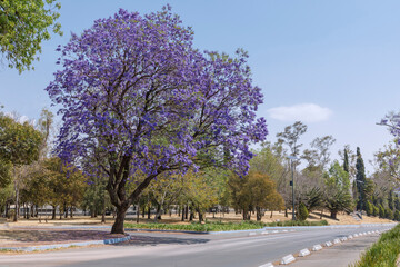 Árbol de jacaranda junto a la calle en la segunda sección de Chapultepec