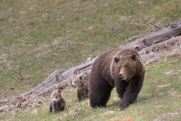 Fototapeta premium USA, Wyoming, Yellowstone National Park. Grizzly bear sow with cubs in spring.