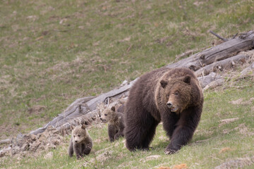USA, Wyoming, Yellowstone National Park. Grizzly bear sow with cubs in spring.