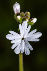 Smallflower Prairiestar (Lithophragma parviflora) Flower
